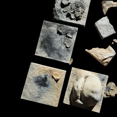 Universal Emotion II & III 